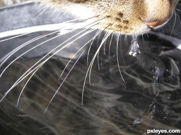 Whiskers on Kittens.